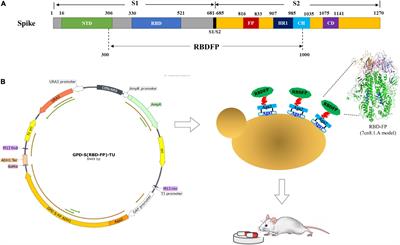 Oral SARS-CoV-2 Spike Protein Recombinant Yeast Candidate Prompts Specific Antibody and Gut Microbiota Reconstruction in Mice